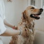 Proper Grooming Of Your Pet Dogs And Cats