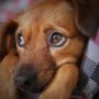 Stress relieving medicines may complicate your pets conditions further leading to even death in some cases.