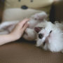 Should I Take My Pet In For Pet Grooming?