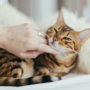 Read Your Cat’s Body Language – Know Your Pet More