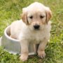 Pup Corn – Low Calorie Dog Treats
