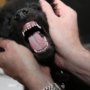 Taking Care Of Your Dog’s Teeth And Gums